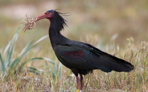 Avistamiento de aves