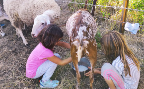 Vida de granja